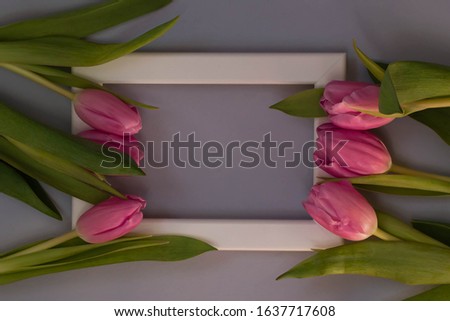 Pink tulips and white photo frame on a blue background. Flat lay, top view. Spring time background.