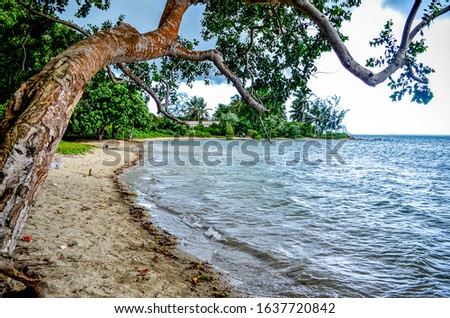 tree next to the water on the beach at the tropics