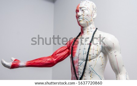 human body for biology class