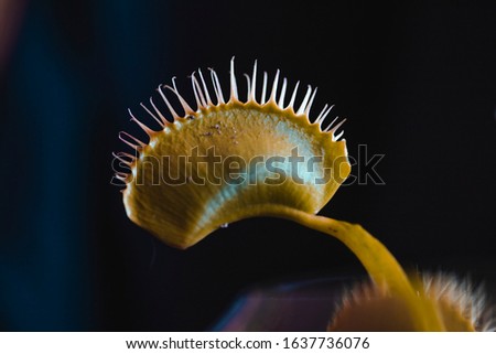 Close up details of a Venus Flytrap (dionaea muscipula) plant in macro scale