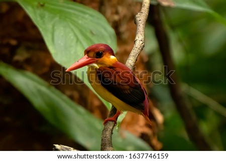 Rufous backed Kingfisher (Ceyx rufidorsa) in Peninsula Malaysia perching on the branch. This image might be a bit blur or soft due to focus separation and isolation.