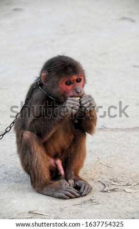 Monkey in Chains in Vietnam , digital image picture