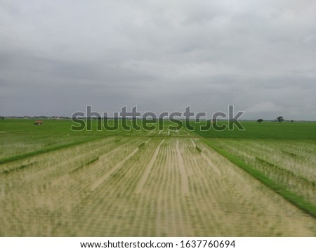 Ricefield on the village in central java Indonesia