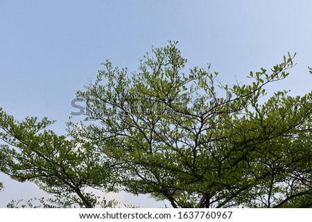 leaf bud on the tree with blue sky light background