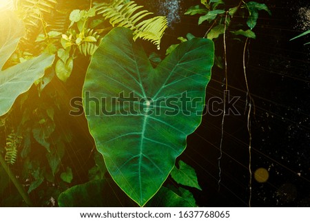 The green leaves have sunshine Natural background