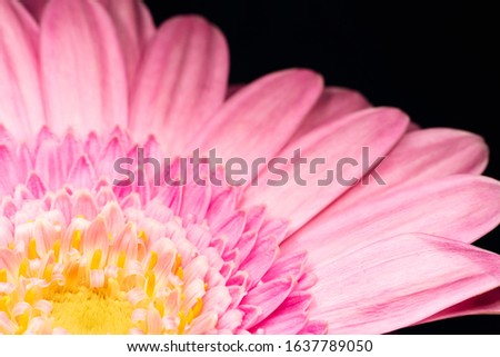 Close up of flowers in bloom against a dark background, pink, yellow purple petals within a floral arrangement like a bouquet