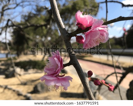 Pink sakura blossoms of Japan in February