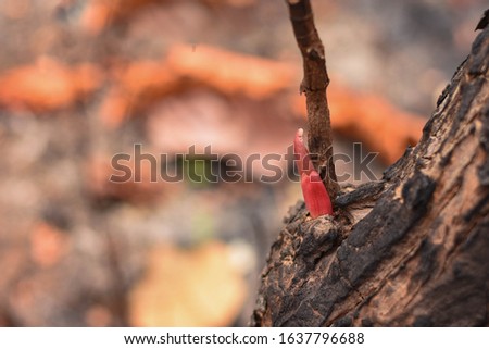 Trees in the dry dipterocarp forest, dry evergreen forest, Ben Than forest species begin to grow young leaves after the fire of the summer forest passed. Tropical, Southeast Asia, Burma, Laos, Thailan