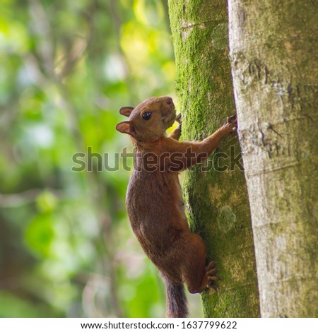 SQUIRREL SCALING A GREAT TREE