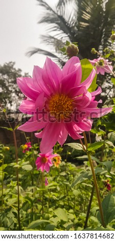 A closeup shot of a beautiful garden flower