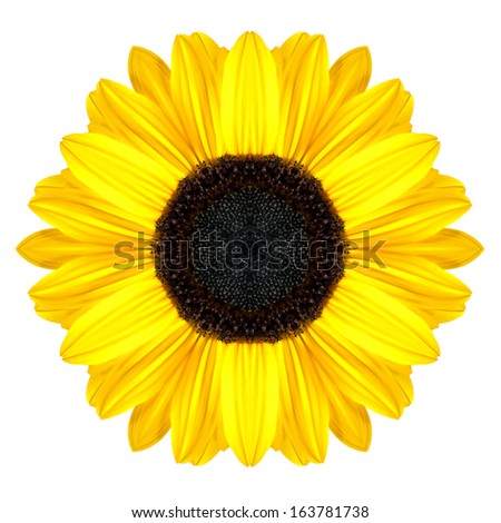 Yellow Concentric Sunflower Flower Isolated on White Background. Kaleidoscopic Mandala Design