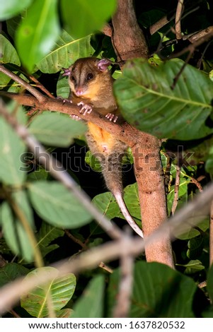 Bare tailed woolly opossum photographed in Guarapari, in Espirito Santo. Southeast of Brazil. Atlantic Forest Biome. Picture made in 2018.