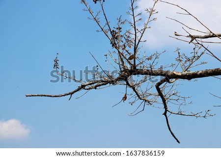 Branch and leaves of tree on blue sky background