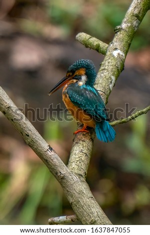 Common Kingfisher (Alcedo atthis) in Peninsula Malaysia perching on the branch. This image might be a bit blur or soft due to focus separation and isolation.