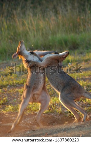 Boxing Kangaroos Mary Valley Queensland Australia