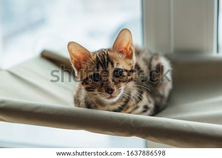 Cute little bengal kitty cat laying on the cat's window bed watching on the room. Sunny seat for cat on the window.