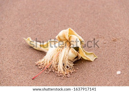 The background image of a flower placed on a sandy beach