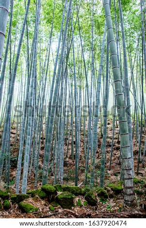 Green bamboo forest, bamboo is very dense