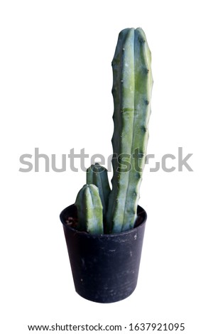 
Myrtillocactus geometrizans on a white background. Arrangement of green and blue cactus Isolated on white background. Cactus in a black pot on a white background.