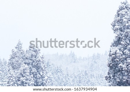 Snow Covered Trees,Japan winter Landscape