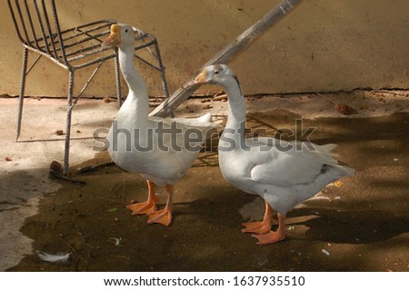 duck bird picture in india