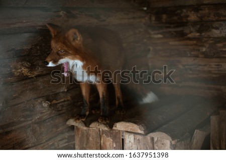 Portrait of a red fox in a wooden barn