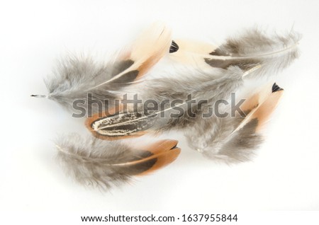 Beautiful pheasant feathers on a white background 