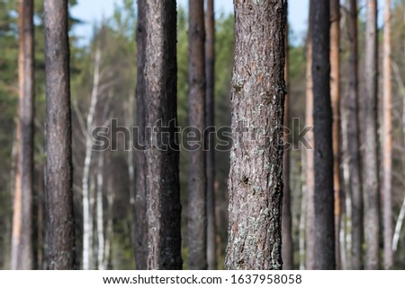 Focus on one pine tree trunk amongst many tree stems in a bright forest