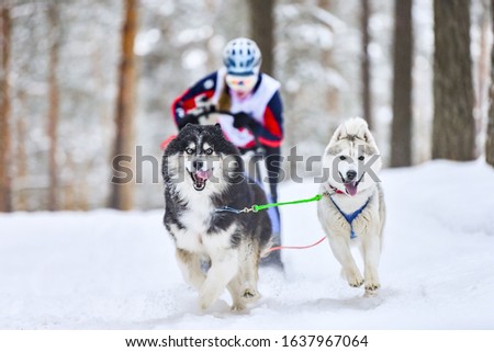 Siberian husky sled dog racing. Mushing winter competition. Husky sled dogs in harness pull a sled with dog driver.