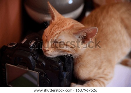 Orange tabby kitten with head resting on a digital camera 