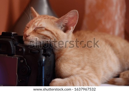Orange tabby kitten with head resting on a digital camera 