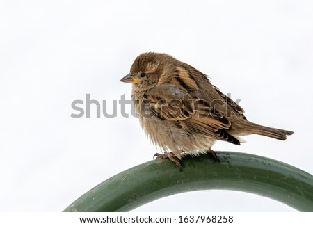 Beautiful little sparrow bird in natural background. Generally, sparrows are small, plump, brown-grey birds with short tails and stubby, powerful beaks.