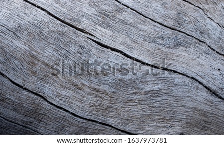 Weathered wooden texture closeup photo. Grey timber with weathered cracks. Natural background for vintage design. Sea wood backdrop. Rustic tree top view. Grungy lumber flat lay. Distressed gray wood Royalty-Free Stock Photo #1637973781