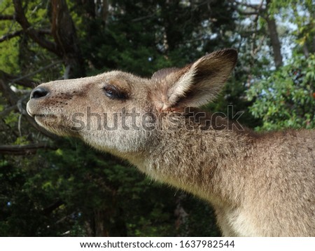 Eastern grey kangaroo, New South Wales