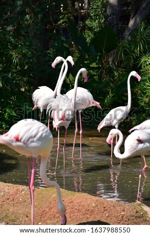 flock of pink flamingos in an open zoo