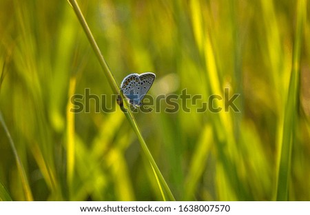 Butterfly in its natural environment