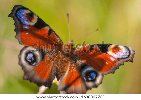Butterfly Aglais io in its natural environment