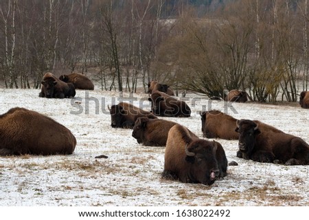 A herd of bison wakes up to a new day. Buffalo in the morning. The coloured fur of the animals and the light snow dusting mark the coming of winter.