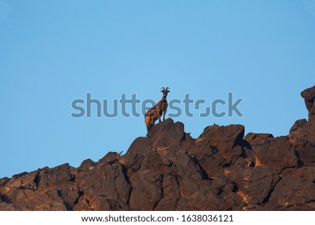 wild goats in the rocks