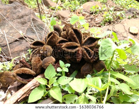 Shot of a brown colored jungle plant growing with selective focus