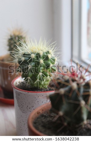 Green prickly cacti stand on the windowsill. Growing indoor plants, caring for succulents, creating comfort at home. Plant pest. Postcard, screensaver.