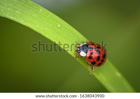 Ladybug in its natural environment