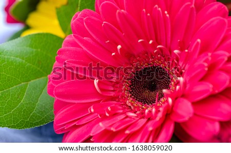 Gerberas are multi-colored. Macro. Beautiful bouquet for the holiday. I congratulate you. Greeting card for the holiday. Spring mood.