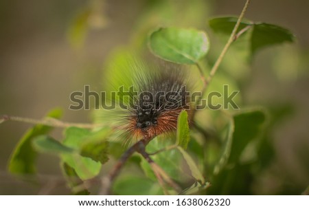 Caterpillar in its natural environment