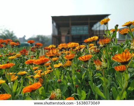 The group of yellow and orange flowers of calendula are enhancing the beauty of place.