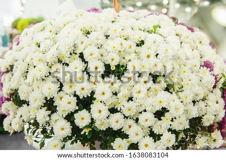Beautiful white chrysanthemums as a background picture. Wallpaper with chrysanthemums, chrysanthemum in autumn