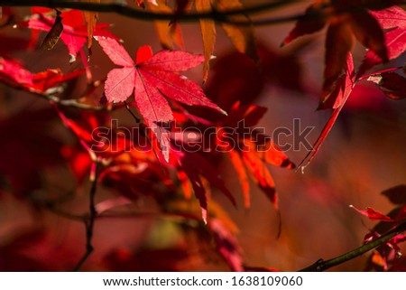 The pictures show a beautiful red bridge an detailed leaves in the Koshikawa Park, next to the Tokyo Dome in Tokyo, Japan. I especially wanted to capture the fantastic colours of the Japanese autumn.