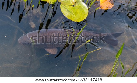 A carp in the park