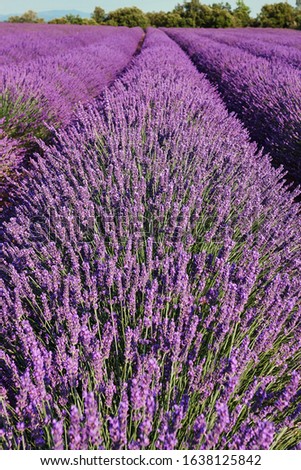Lavender field summer sunny day landscape near Valensole. Provence, France