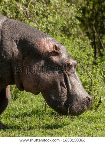 Hippopotamus in Masai Mara, Kenya